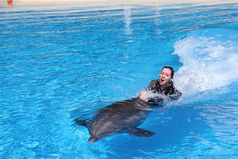 Dolphin S Wild Ride Parimatch